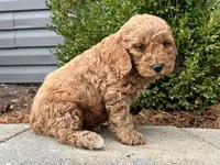 processed/0883cec2-9c27-4996-9b61-42a4f6e6d9a5/listing/f8d75296-fd4c-4ef8-b383-104d32787682/5c857507-f5b5-4abb-a228-ad670c0e3a9c