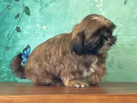 Chewy, a male Shih Tzu for sale in Cincinnati, OH – 2 of 3