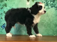 Bonnie, a female Bernedoodle for sale in Lexington, KY – 2 of 3