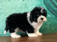 Buck, a male Shichon for sale in Cincinnati, OH – 2 of 3