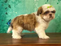Bee, a female Shih Tzu for sale in Lexington, KY – 3 of 3