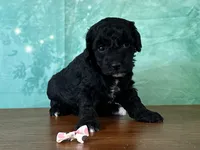 Mulan, a female Poodle - Miniature  for sale in Lexington, KY – 3 of 3