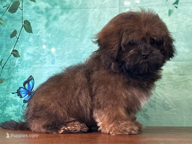 Groot – Shichon puppy for sale in Lexington, KY