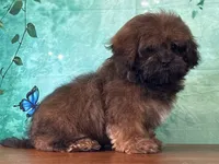 Groot, a male Shichon for sale in Lexington, KY – 1 of 4
