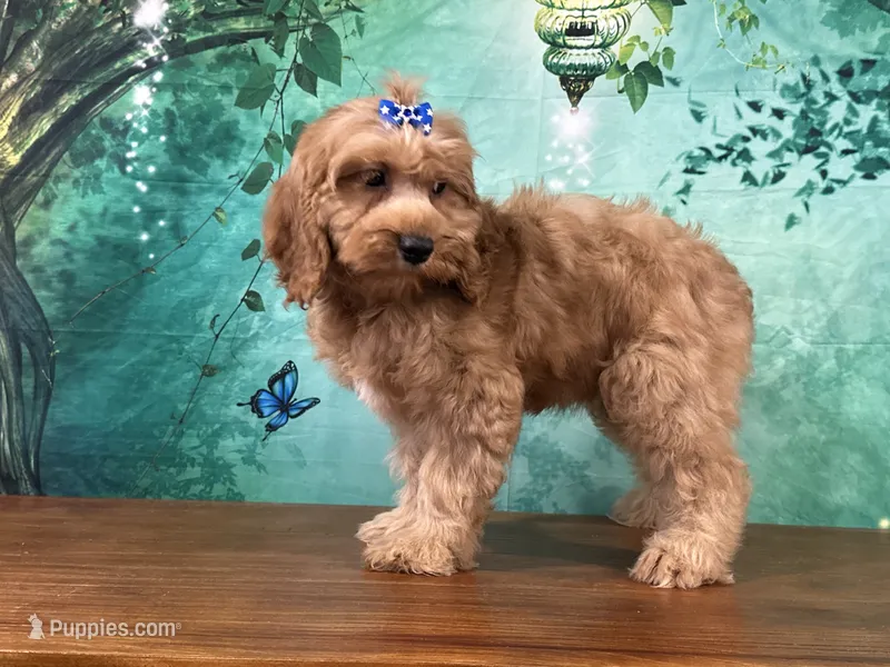 Cupcake – Cockapoo puppy for sale in Lexington, KY