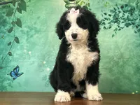 Jessie, a female Bernedoodle for sale in Lexington, KY – 2 of 3