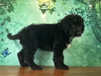Clyde, a male Bernedoodle for sale in Lexington, KY – 3 of 3
