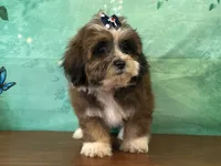 Dixie, a male Shichon for sale in Cincinnati, OH – 1 of 3