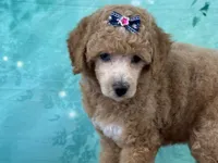 Raya, a female Poodle - Miniature  for sale in Lexington, KY – 1 of 6