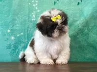 Candy, a female Shichon for sale in Lexington, KY – 3 of 4
