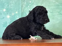 Mulan, a female Poodle - Miniature  for sale in Lexington, KY – 1 of 3