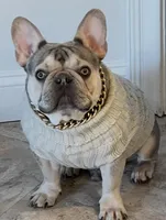 CRUSHER , a male French Bulldog for sale in Trumbull, CT – 2 of 8