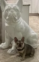 CRUSHER , a male French Bulldog for sale in Trumbull, CT – 4 of 8