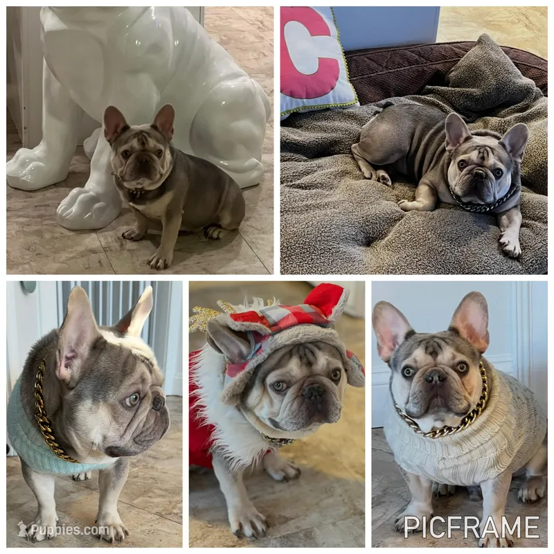 CRUSHER  – French Bulldog puppy for sale in Trumbull, CT