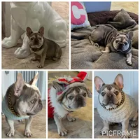 CRUSHER , a male French Bulldog for sale in Trumbull, CT – 1 of 8