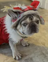 CRUSHER , a male French Bulldog for sale in Trumbull, CT – 3 of 8