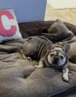 CRUSHER , a male French Bulldog for sale in Trumbull, CT – 7 of 8