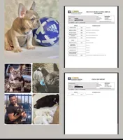 CRUSHER , a male French Bulldog for sale in Trumbull, CT – 8 of 8