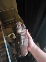 Chocolate merle, a male Yorkshire Terrier for sale in Camargo, IL – Photo 3 of 3