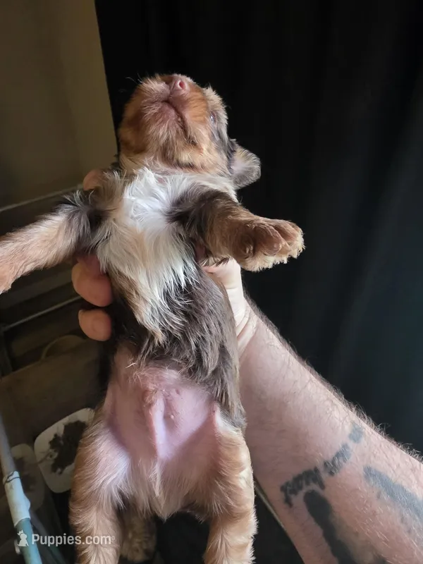 Chocolate merle – Yorkshire Terrier puppy for sale in Camargo, IL