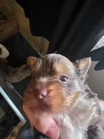 Chocolate merle, a male Yorkshire Terrier for sale in Camargo, IL – Photo 2 of 3