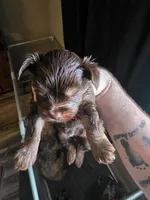 Chocolate , a male Yorkshire Terrier for sale in Camargo, IL – Photo 1 of 3