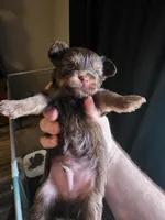 Chocolate , a male Yorkshire Terrier for sale in Camargo, IL – Photo 2 of 3