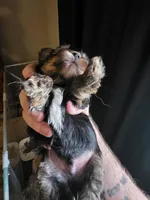 Traditional , a male Yorkshire Terrier for sale in Camargo, IL – Photo 3 of 3