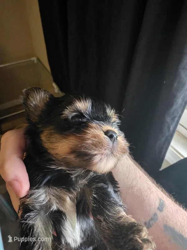 Traditional  – Yorkshire Terrier puppy for sale in Camargo, IL