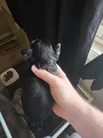 Traditional , a male Yorkshire Terrier for sale in Camargo, IL – Photo 2 of 3