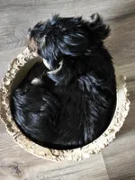 Teddy, a male Yorkshire Terrier for sale in Camargo, IL – Photo 3 of 3