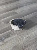 Teddy, a male Yorkshire Terrier for sale in Camargo, IL – Photo 2 of 3