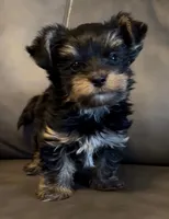Teddy, a male Yorkshire Terrier for sale in Camargo, IL – Photo 1 of 3