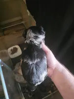 Lilac merle, a male Yorkshire Terrier for sale in Camargo, IL – Photo 2 of 2