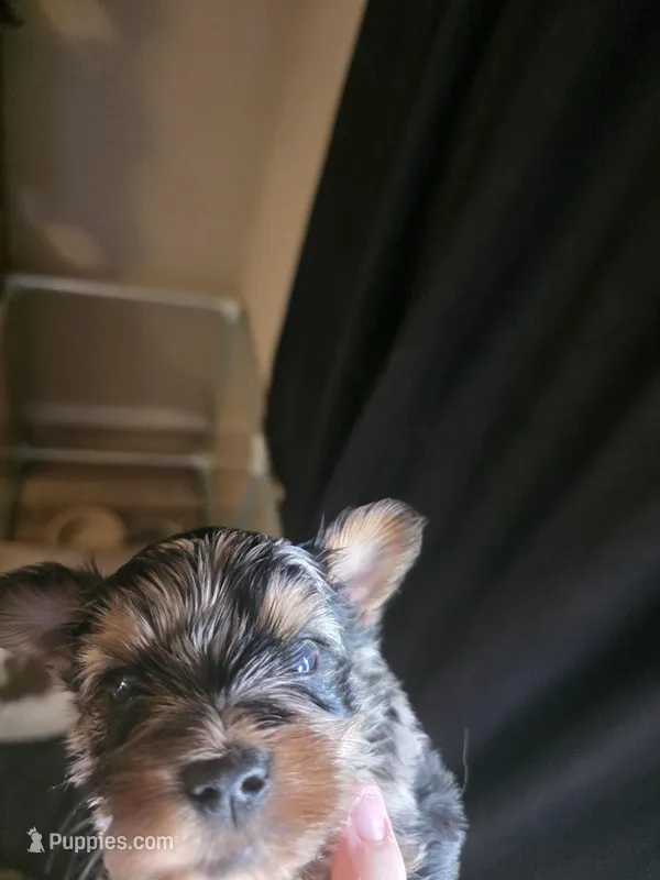 Lilac merle – Yorkshire Terrier puppy for sale in Camargo, IL