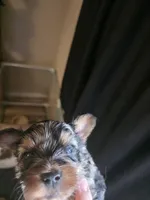 Lilac merle, a male Yorkshire Terrier for sale in Camargo, IL – Photo 1 of 2