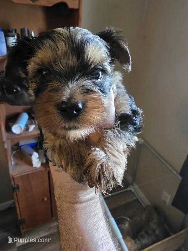Lilac Merle  – Yorkshire Terrier puppy for sale in Camargo, IL