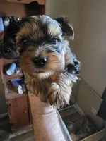 Lilac Merle , a male Yorkshire Terrier for sale in Camargo, IL – 1 of 3