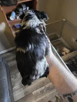 Lilac Merle , a male Yorkshire Terrier for sale in Camargo, IL – 2 of 3