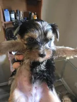 Lilac Merle , a male Yorkshire Terrier for sale in Camargo, IL – 3 of 3
