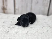 Anthony, a male Yorkshire Terrier for sale in Roanoke Rapids, NC – Photo 2 of 4