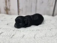 Anthony, a male Yorkshire Terrier for sale in Roanoke Rapids, NC – Photo 3 of 4