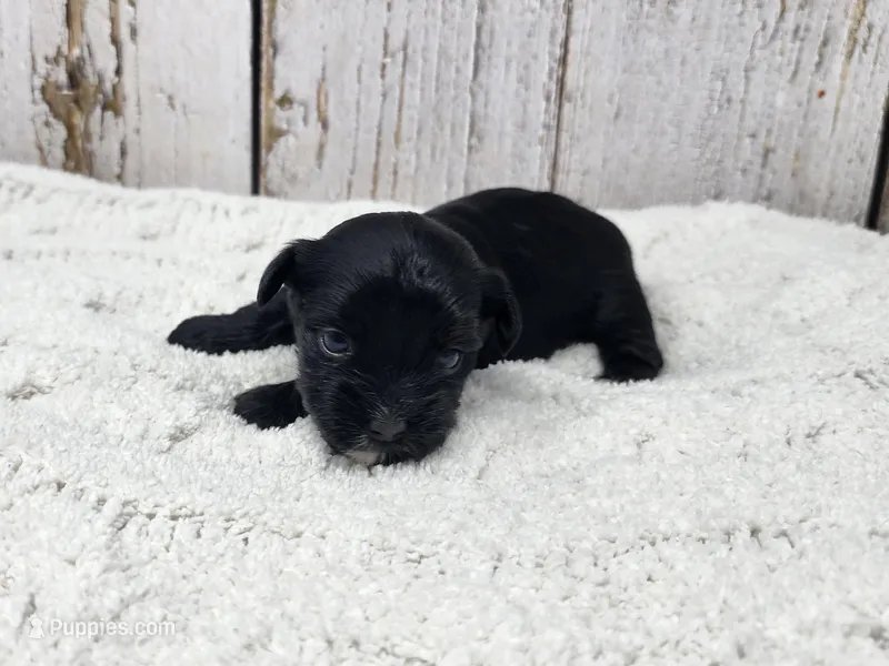 Anthony – Yorkshire Terrier puppy for sale in Roanoke Rapids, NC