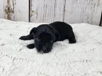 Anthony, a male Yorkshire Terrier for sale in Roanoke Rapids, NC – Photo 1 of 4