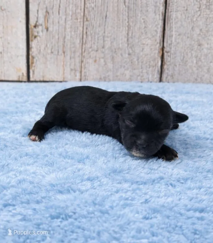 Anthony – Yorkshire Terrier puppy for sale in Roanoke Rapids, NC