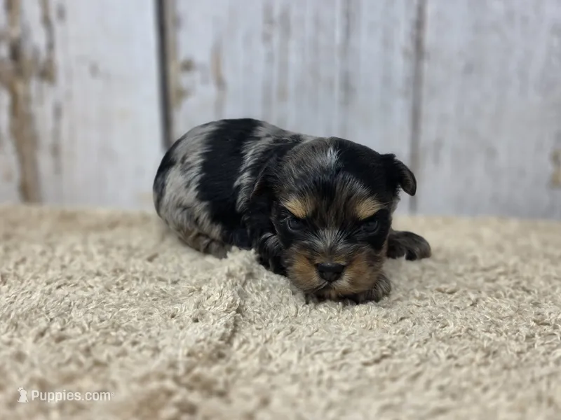 Halcyon – Yorkshire Terrier puppy for sale in Roanoke Rapids, NC