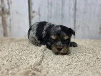 Halcyon, a male Yorkshire Terrier for sale in Roanoke Rapids, NC – 1 of 7