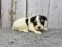 Penne, a female Yorkshire Terrier for sale in Roanoke Rapids, NC – 3 of 4