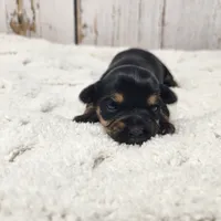 Kalahari, a female Yorkshire Terrier for sale in Roanoke Rapids, NC – Photo 6 of 9