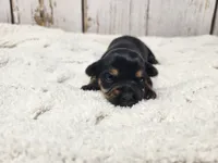 Kalahari, a female Yorkshire Terrier for sale in Roanoke Rapids, NC – Photo 6 of 9